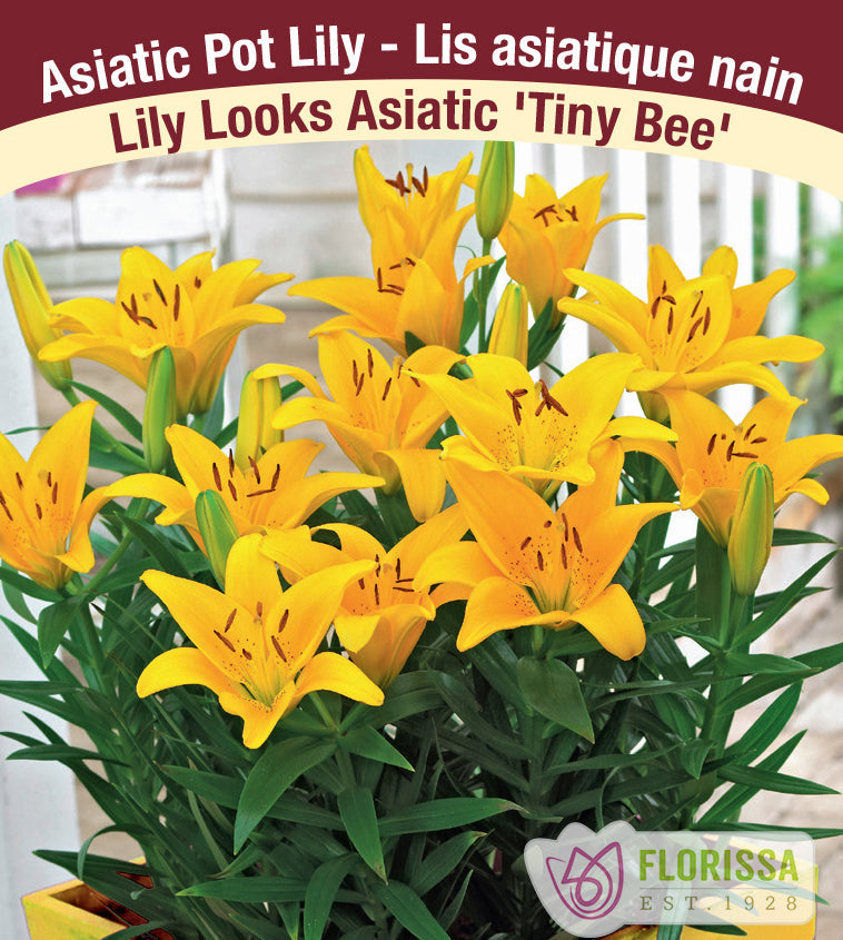 Lys Patio ‘Tiny Bee’ (3 bulbes) ( Lilium ) : plusieurs fleurs de lys jaunes au-dessus de feuilles vertes étroites. La photographie occupe la plus grande partie de l’étiquette, sous le nom de la plante. Le visuel permet de reconnaître son apparence et les détails de son port ou de sa floraison. La présentation associe cette vue rapprochée à l’identification imprimée, avec la marque Florissa également visible.