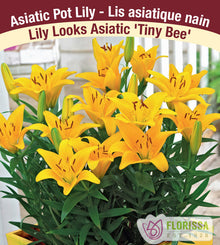 Lys Patio ‘Tiny Bee’ (3 bulbes) ( Lilium ) : plusieurs fleurs de lys jaunes au-dessus de feuilles vertes étroites. La photographie occupe la plus grande partie de l’étiquette, sous le nom de la plante. Le visuel permet de reconnaître son apparence et les détails de son port ou de sa floraison. La présentation associe cette vue rapprochée à l’identification imprimée, avec la marque Florissa également visible.