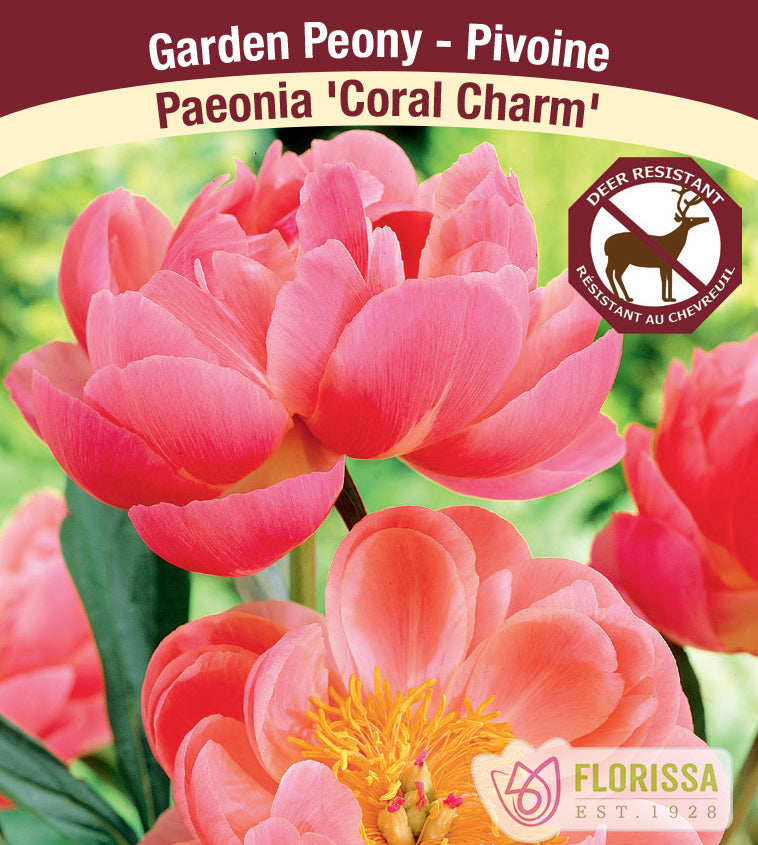 Pivoine ‘Coral Charm’ (1 racine) ( Paeonia ) : des pivoines corail aux pétales disposés autour d’un cœur d’étamines jaunes. La photographie occupe la plus grande partie de l’étiquette, sous le nom de la plante. Le visuel permet de reconnaître son apparence et les détails de son port ou de sa floraison. La présentation associe cette vue rapprochée à l’identification imprimée, avec la marque Florissa également visible.
