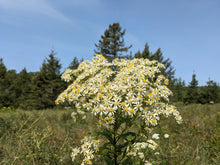 Image officielle 5 de Aster à ombelles, semences à créer. Livraison disponible au Québec.