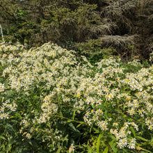 Image officielle 3 de Aster à ombelles, semences à créer. Livraison disponible au Québec.