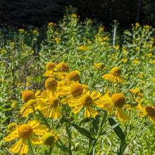 Image officielle de Hélénie automnale, Helenium autumnale, associée au petit sachet de semences.