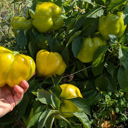 Poivron jaune du POC