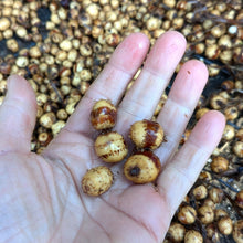 Tiger nut