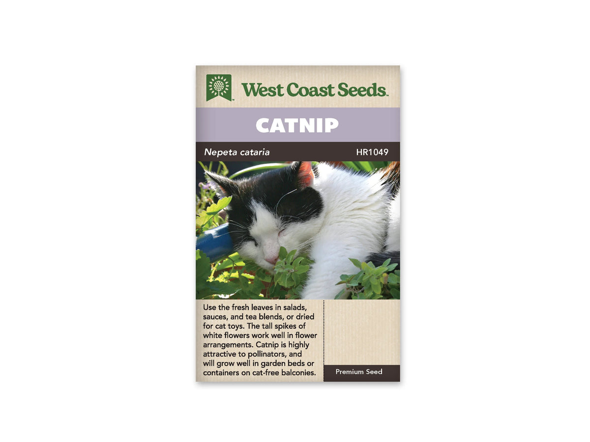 Sachet de cataire West Coast Seeds présenté de face sur fond blanc. La photographie centrale montre un chat blanc et noir qui approche son museau d’un feuillage vert. Le bandeau mauve porte le mot CATNIP, et le nom Nepeta cataria figure sur la ligne foncée. La partie beige inférieure contient un texte descriptif en anglais et une petite mention de qualité.