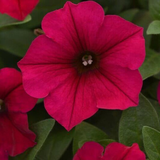 Pétunia Wave 'Carmine Velour'