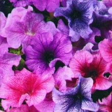 Petunia Daddy® Mix F1
