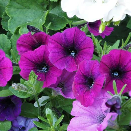 Petunia 'Lavender Wave'