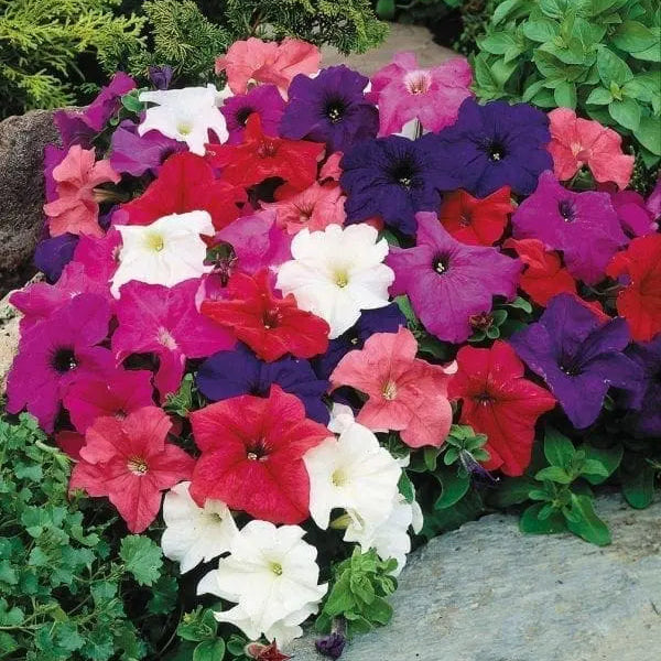 Petunia Limbo *GP* Full Mix F1