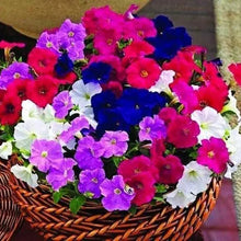 Petunia Picobella™ Mix F1