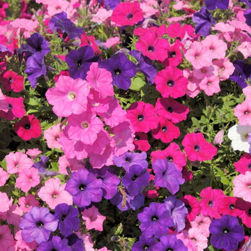 Pétunia multiflora 'Picobella Mix'