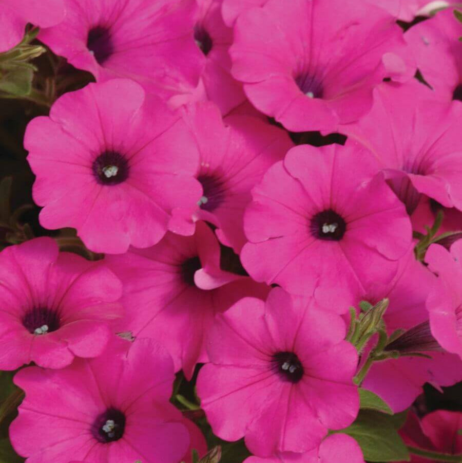 Pétunia Wave 'Purple'