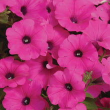 Pétunia Wave 'Purple'