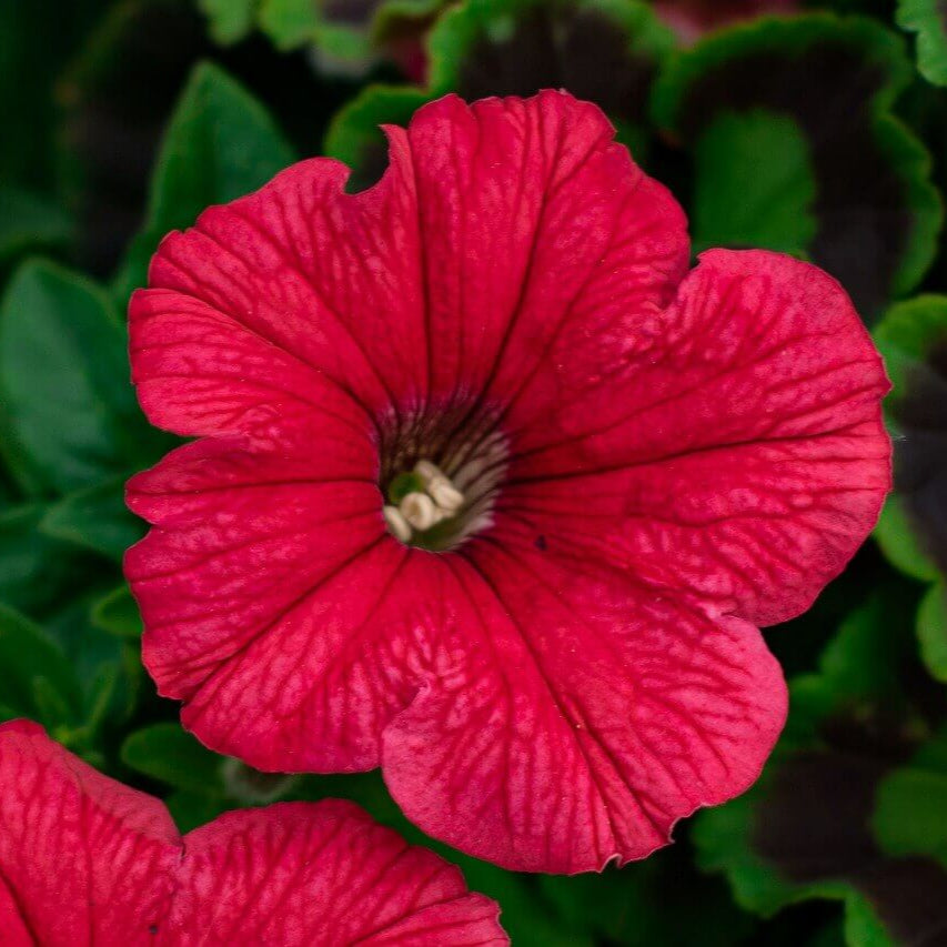 Pétunia cascade 'Red'