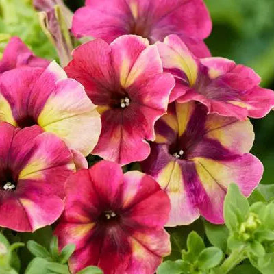 Photo de Pétunia Shake™ Raspberry F1. Pétunia Shake™ Raspberry F1 présentant des fleurs aux coloris mélangés au-dessus d'un feuillage vert compact et dense. La couleur caractéristique est : couleurs mélangées. Le visuel permet d'observer les contours, les teintes et la disposition des éléments présentés. Les détails de forme et les contrastes donnent un aperçu de l'apparence de cette plante ou de sa récolte.