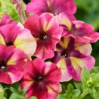 Shake™ Raspberry F1 petunia displaying mixed-colour flowers above compact, dense green foliage. The naturally dwarf plant illustrates its 15 to 20 cm height and 20 to 25 cm spread. Its uniform shape and abundant flowering show the intended effect in a pot, window box, basket, or summer border from June through September.