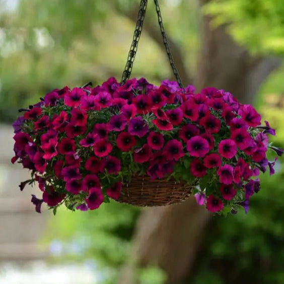 Shock Wave® Deep Purple F1 petunia in full bloom, forming a broad trailing mound covered with pearlescent deep purple flowers and darker throats. Green foliage is almost hidden beneath the abundant blooms. Its low, rounded habit illustrates its use in hanging baskets, large containers, and garden edges where stems can spread or trail freely.