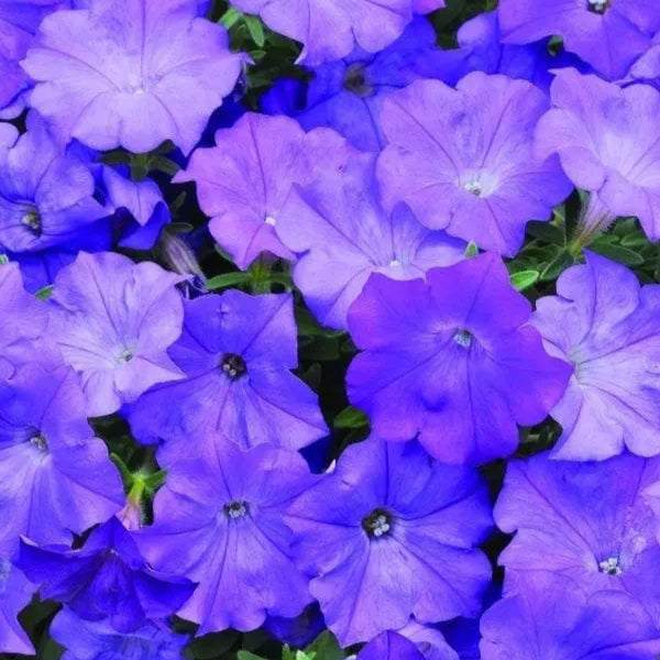 Photo de Pétunia Shock Wave® Denim F1. La couleur caractéristique est : bleu pourpre & lavande. Le visuel permet d'observer les contours, les teintes et la disposition des éléments présentés. Les détails de forme et les contrastes donnent un aperçu de l'apparence de cette plante ou de sa récolte. Cette photographie accompagne la variété nommée afin de l'identifier dans la sélection de semences.