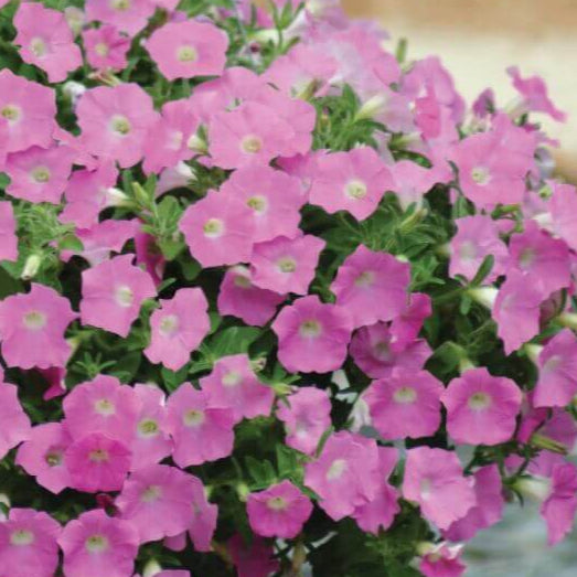 Pétunia Shock Wave 'Pink'