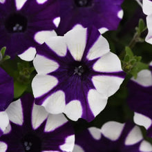 Petunia Shock Wave® Purple Tie Dye F1