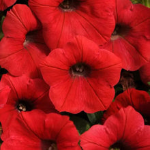 Petunia Shock Wave® Red F1