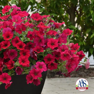 Wave® Carmine Velour F1 petunia forming a broad carpet of intense cherry-carmine flowers above dense green foliage. Very low, spreading, trailing stems illustrate the 13 to 18 cm height and 90 to 120 cm width. Abundant blooms show the intended effect in a hanging basket, large container, or at the front of a garden bed.