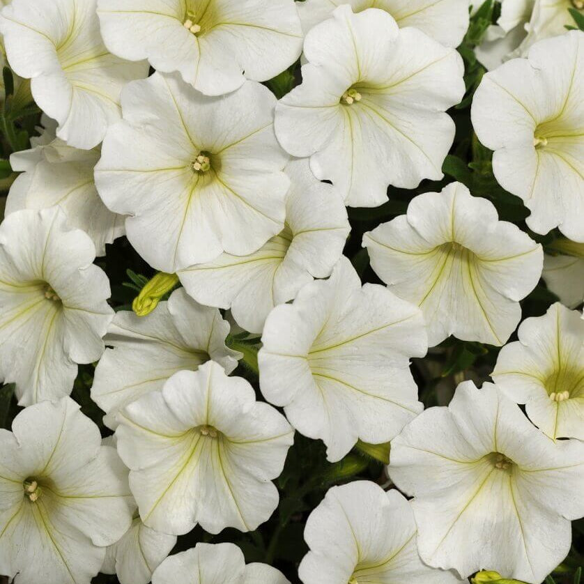 Pétunia cascade 'White'