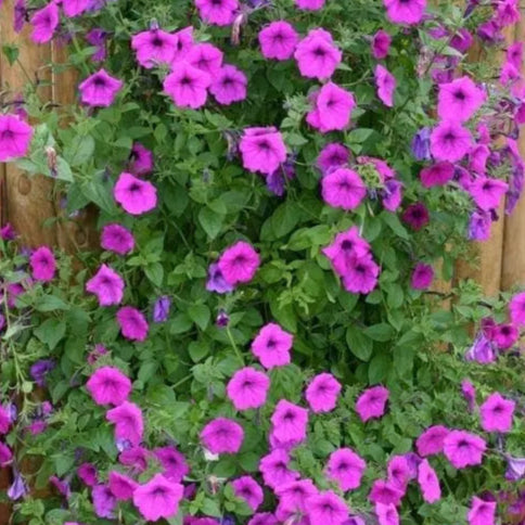 Tickled Pink™ F1 climbing petunia covered with deep-pink, almost purple flowers on long vigorous stems. The plant is guided on a vertical support while several shoots trail freely. Its potential 150 to 200 cm height and approximately 175 cm spread illustrate use on an arch, trellis, railing, or in a large hanging basket near an outdoor seating area.