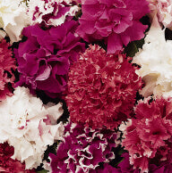 Pétunia hybrides mixtes doubles 'Glorieuses'