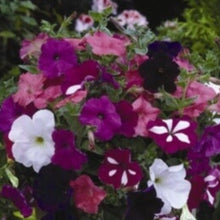 Pétunia nain 'Bedding Mix'