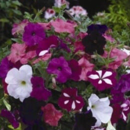 Dwarf Petunia 'Bedding Mix'