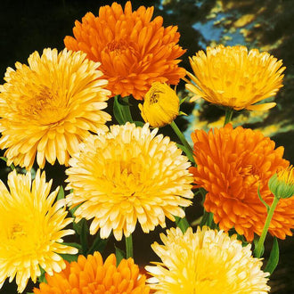 Des fleurs jaunes et orange se regroupent au-dessus de petites parties de feuillage vert. Leurs nombreux pétales étroits se superposent autour de centres serrés, donnant des contours ronds et fournis. Certaines fleurs sont vues de face, d’autres de côté. Un fond sombre passe entre les tiges, tandis que des reflets clairs soulignent les pétales du premier plan.