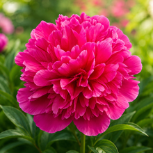 Paeonia 'Many Happy Return'