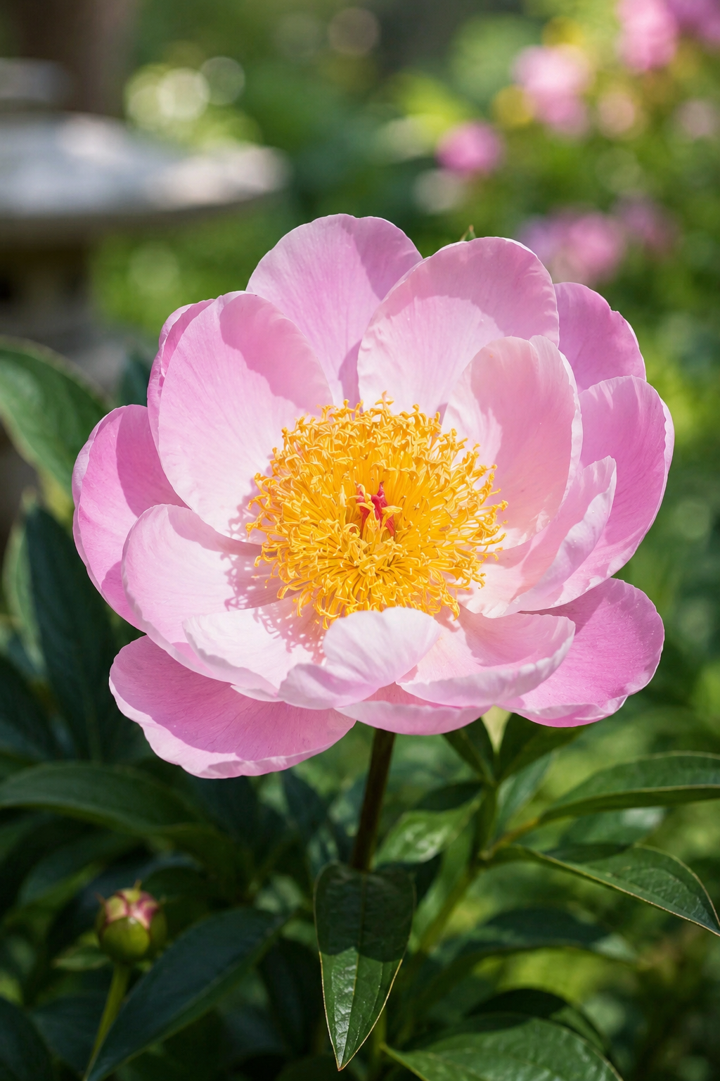 Paeonia 'Nymphe'