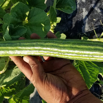 Organic 'Painted Serpent' Cucumber Seeds by Gaia, product image prepared for Canadian gardeners.