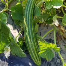 Cucumber 'Painted Serpent' Organic 