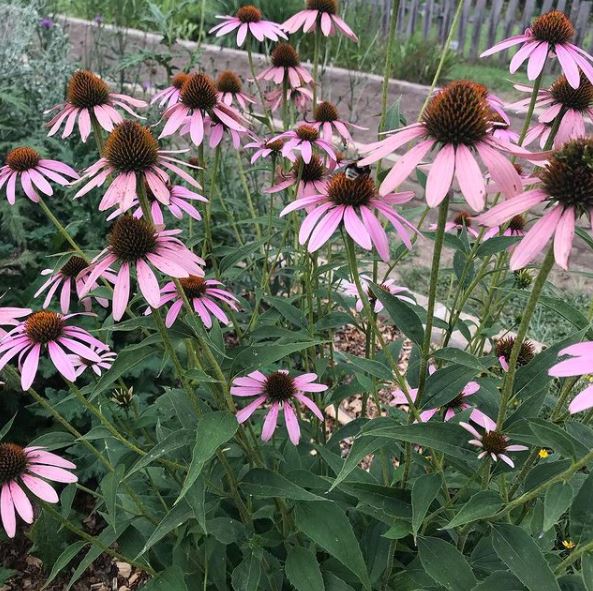 Organic 'Purple' Echinacea
