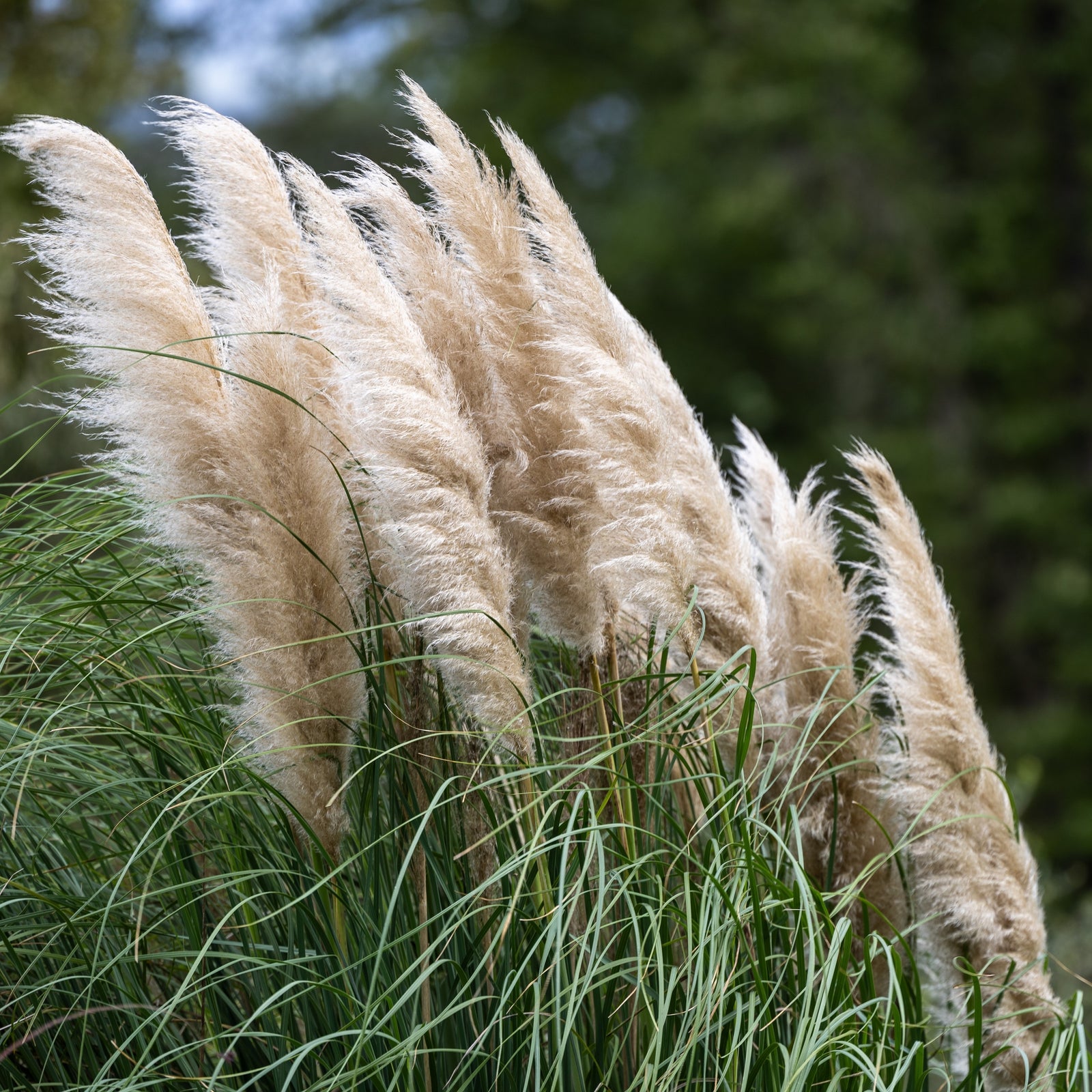 Herbe ornementale 'Pampas Plume Blanche'