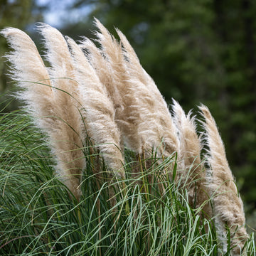 Herbe ornementale 'Pampas Plume Blanche'