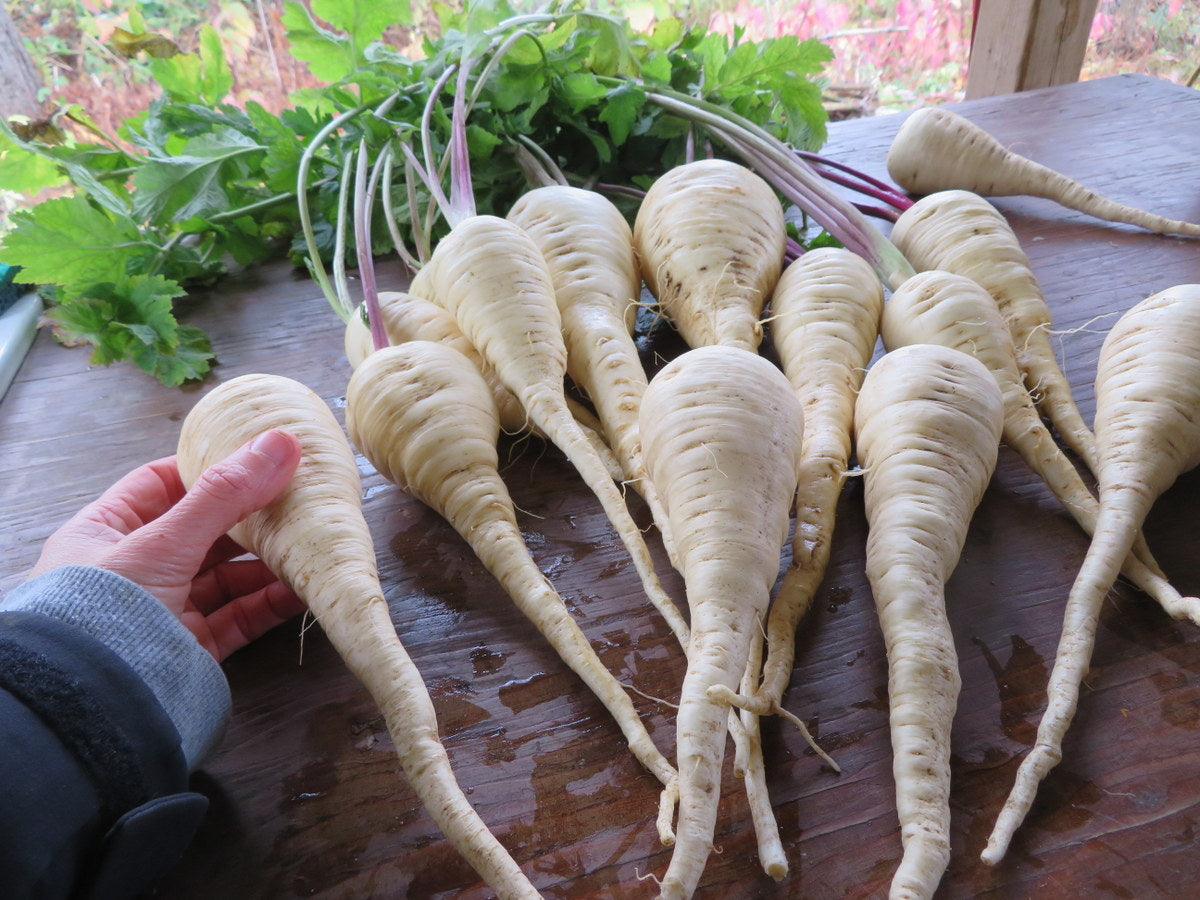 Parsnip