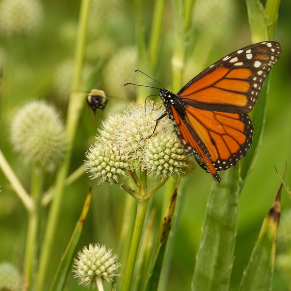 Rattlesnake Master