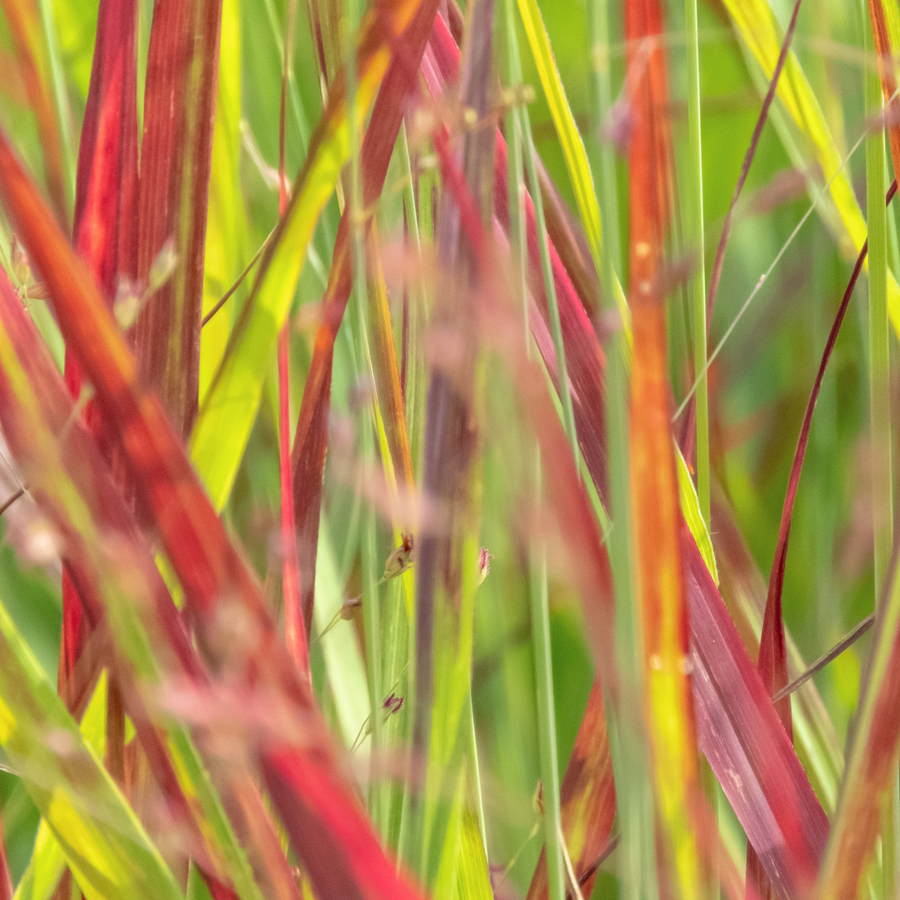Panicum virgatum