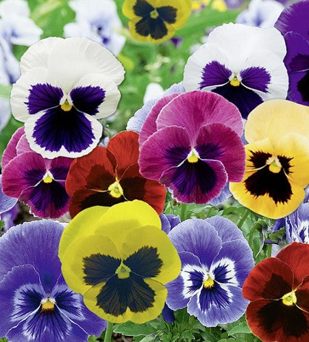 Semences Mélange de pensées géantes (Viola × wittrockiana)