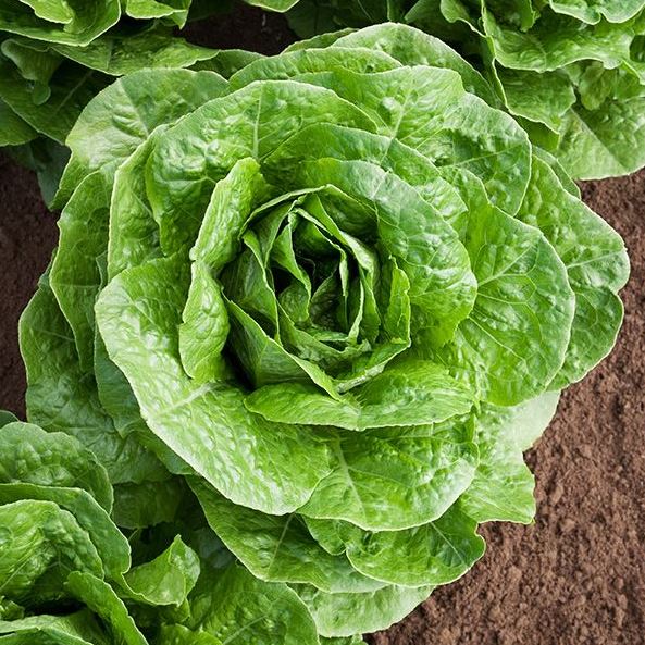 Organic 'Paris Island Cos' Lettuce