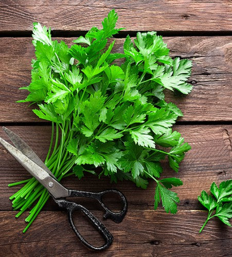 Semences Persil plat 'Comune 2' (Petroselinum crispum)