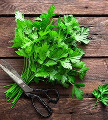 Semences Persil plat 'Comune 2' (Petroselinum crispum)