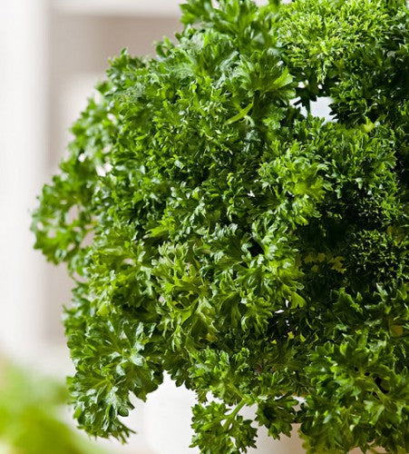 Semences Persil frisé 'Moss Green' (Petroselinum crispum)