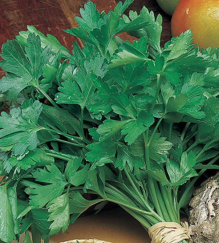Semences Persil géant italien (Petroselinum crispum)