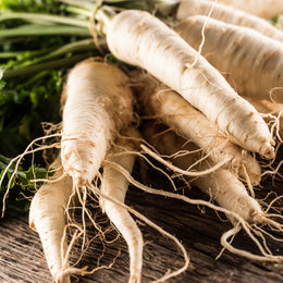 Parsnip 'Hollow Crown Improved'