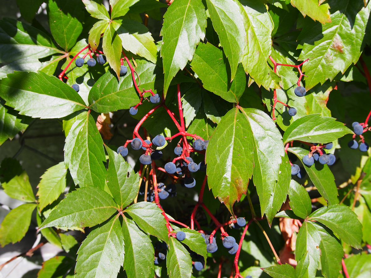 Parthenocissus quinquefolia